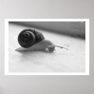 Nocturmia Fotografie Poster zwarte en witte slak
