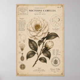 Nocturne Camellia Victoriaans Botanisch Museum Pri Poster