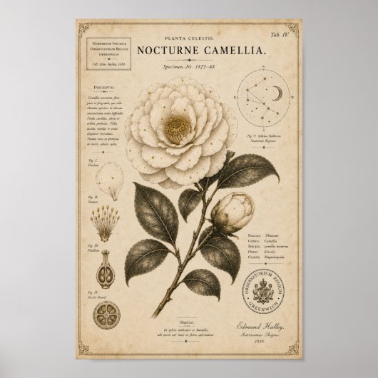 Nocturne Camellia Victoriaans Botanisch Museum Pri Poster (Voorkant)