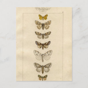 Nocturnes Briefkaart