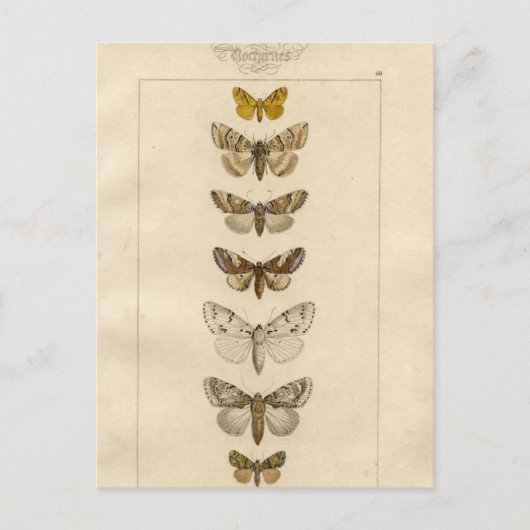 Nocturnes Briefkaart (Voorkant)