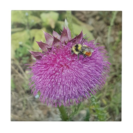 Nodding Thistle - Tegeltje (Voorkant)