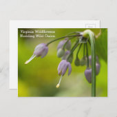 Nodding Wild Onion Virginia Wildflower Briefkaart (Voorkant / Achterkant)