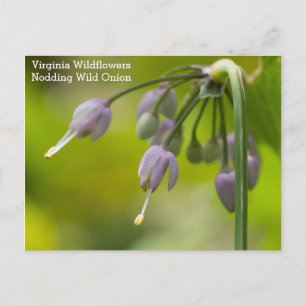 Nodding Wild Onion Virginia Wildflower Briefkaart