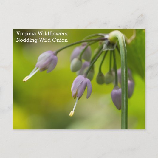 Nodding Wild Onion Virginia Wildflower Briefkaart (Voorkant)