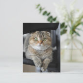 Noedels Briefkaart (Staand voorkant)