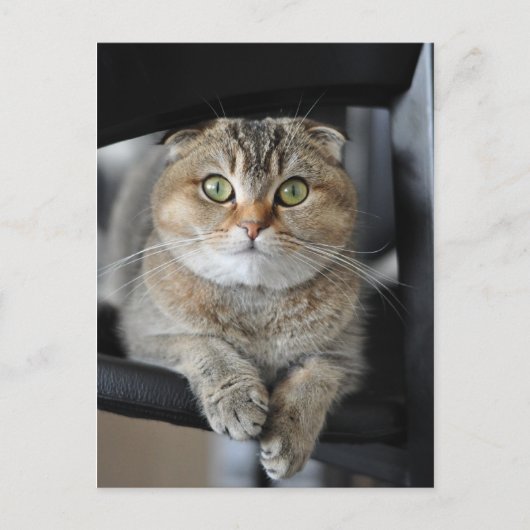 Noedels Briefkaart (Voorkant)