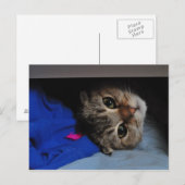 Noedels de kat in de lade briefkaart (Voorkant / Achterkant)