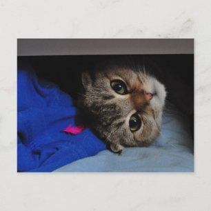 Noedels de kat in de lade briefkaart