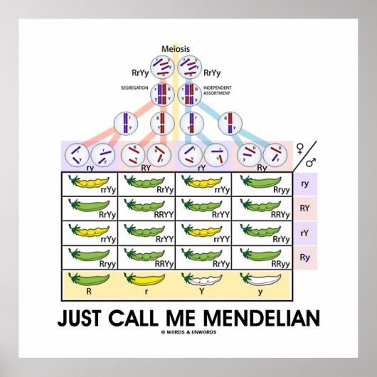 Noem me gewoon Mendelian (Punnett Square Genetics) Poster (Voorkant)