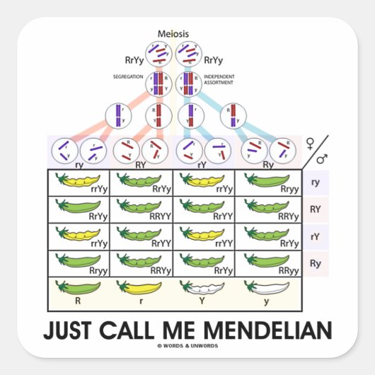 Noem me gewoon Mendelian (Punnett Square Genetics) Vierkante Sticker (Voorkant)