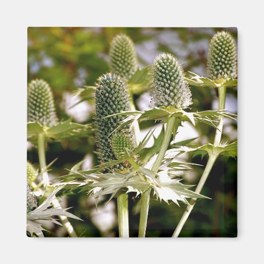 Nog een coole Planten magneet (Voorkant)