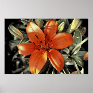 Nog een oranje schot poster