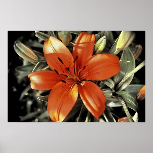 Nog een oranje schot poster (Voorkant)