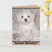 NOG EEN VERJAARDAG? Maltese puppy Wenskaart Kaart (Gele Bloem)