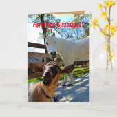 Nog een verjaardag?! met Pony en geit Kaart (Gele Bloem)