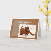 Nog een verjaardag We moeten stoppen met deze Dog  Kaart (Gele Bloem)