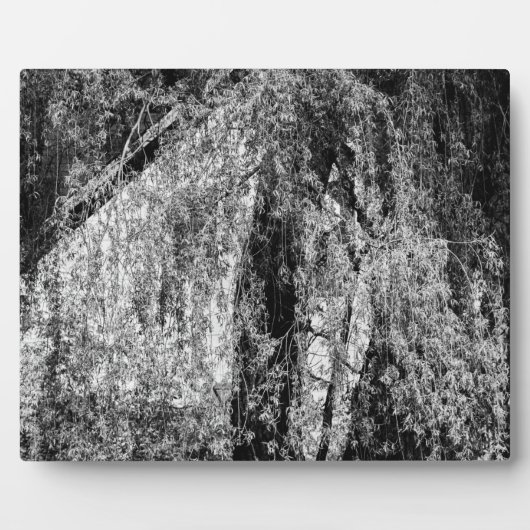 nog levensplek fotoplaat (Voorkant)