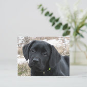 Nog niet gestreept - zwarte labrador puppy - zwart briefkaart (Staand voorkant)
