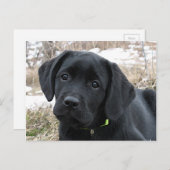 Nog niet gestreept - zwarte labrador puppy - zwart briefkaart (Voorkant / Achterkant)