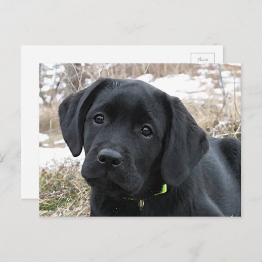 Nog niet gestreept - zwarte labrador puppy - zwart briefkaart (Voorkant / Achterkant)