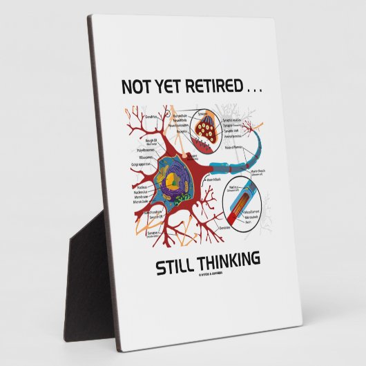 Nog niet in ruste ... Neuron-synapse nog steeds al Fotoplaat (Zijkant)