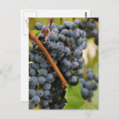 Nog niet in wijn briefkaart (Voorkant / Achterkant)