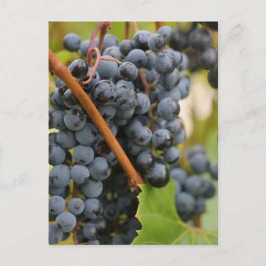 Nog niet in wijn briefkaart (Voorkant)