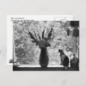 Nog steeds leven met kat briefkaart (Voorkant / Achterkant)