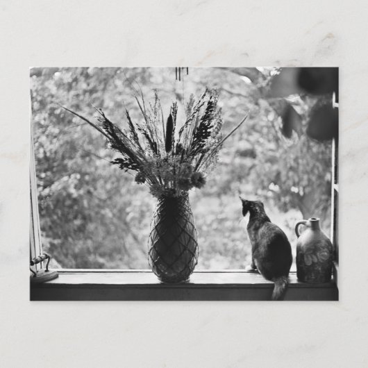 Nog steeds leven met kat briefkaart (Voorkant)