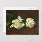 Nog steeds leven, White Peony van Edouard Manet Briefkaart (Voorkant / Achterkant)