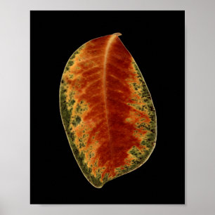 Nog steeds levensechte foto van Leaf Fine Art Poster