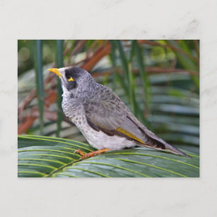 Noisy Miner Bird, Adelaide, Australië Briefkaart