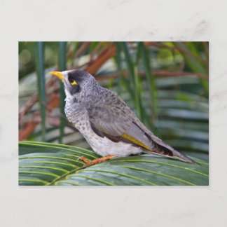 Noisy Miner Bird, Adelaide, Australië Briefkaart
