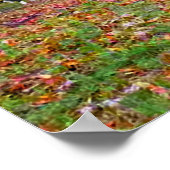 "Nokomis" Poster (Hoek)