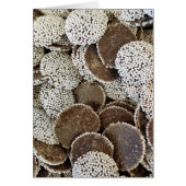 Nonpareil Snoep Birthday (Voorkant)