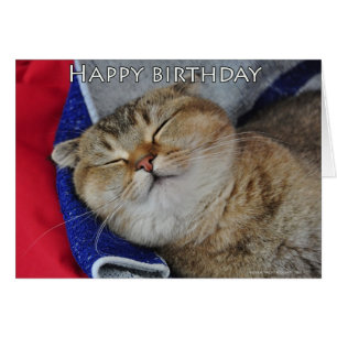 Noodles de Scottish Fold Cat slaapt