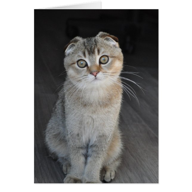 Noodles the Scottish Fold ziet er onschuldig uit (Voorkant)