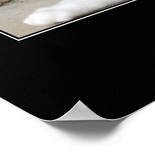 Nooit Cat Artwork onderschatten Poster (Hoek)