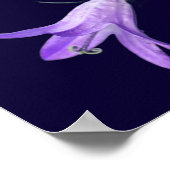 Nooit het Inspirerend Citaat van de Hoop van Rumi  Poster (Hoek)