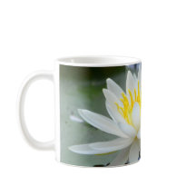 Nooit Waterlily opgeven