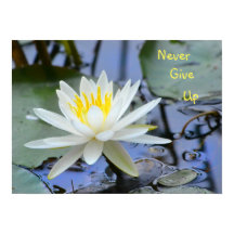 Nooit Waterlily opgeven