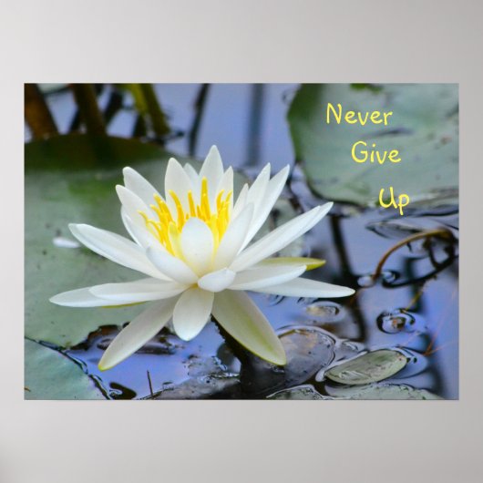 Nooit Waterlily opgeven Poster (Voorkant)