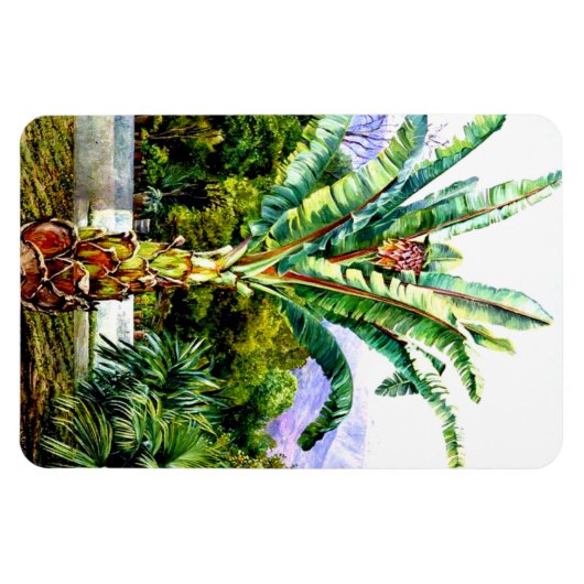 Noord-Abyssiniaanse Ensete in een tuin in Tenerife Magneet (Horizontaal)