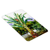 Noord-Abyssiniaanse Ensete in een tuin in Tenerife Magneet (Rechterzijde)