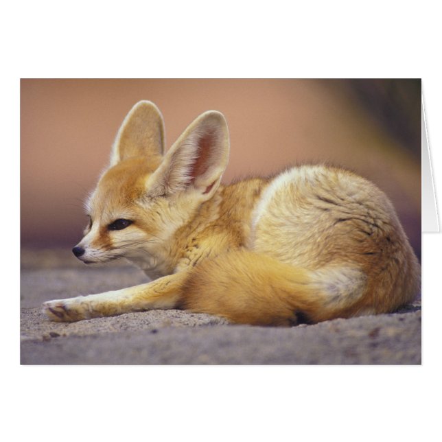 Noord-Afrika. Fennec Fennecus zerda) (Voorkant Horizontaal)