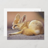 Noord-Afrika. Fennec Fennecus zerda) Briefkaart (Voorkant / Achterkant)