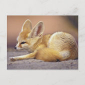 Noord-Afrika. Fennec Fennecus zerda) Briefkaart (Voorkant)