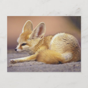 Noord-Afrika. Fennec Fennecus zerda) Briefkaart
