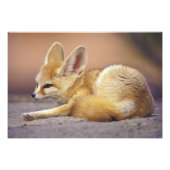 Noord-Afrika. Fennec Fennecus zerda) Foto Afdruk (Voorkant)